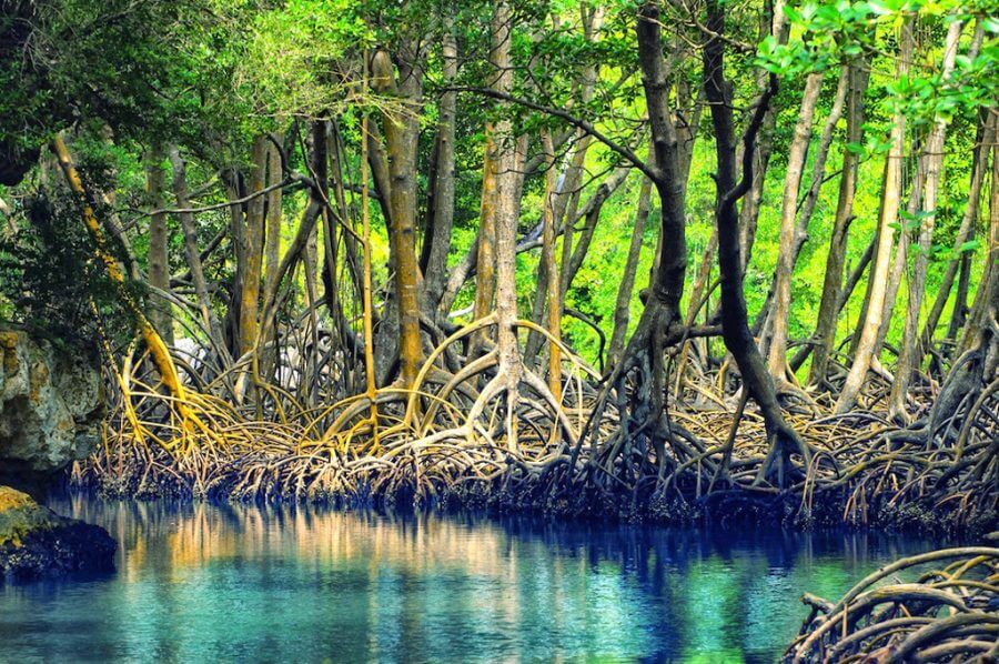manglares los haitises tours