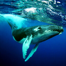 tours whales