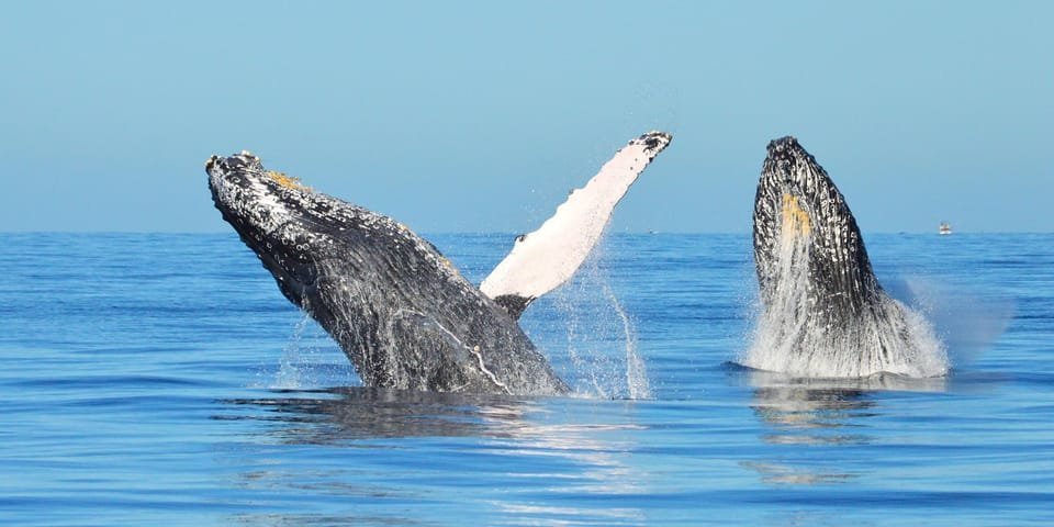 From Punta Canta: Whale Watching Cruise with Cayo Levantado - Image 3