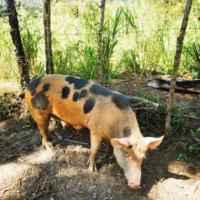 Puerto Plata Trekking - Experience of Nature and Folklore - Obrázek 11