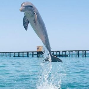 Dolphin Swim in Punta Cana – Best 60-min Dolphin Discovery