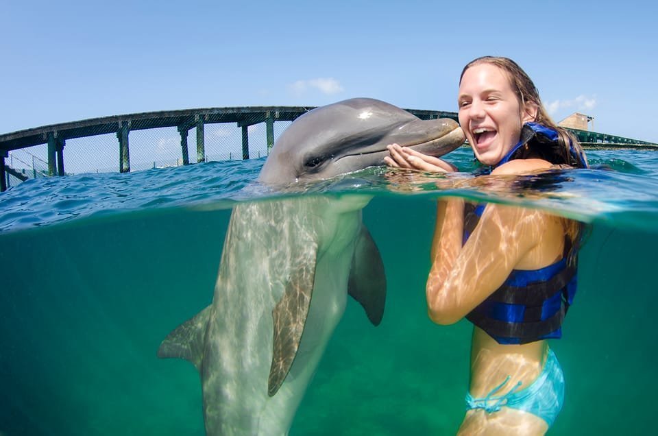 Punta Cana: Dolphin Explorer Swims and Interactions - Image 4