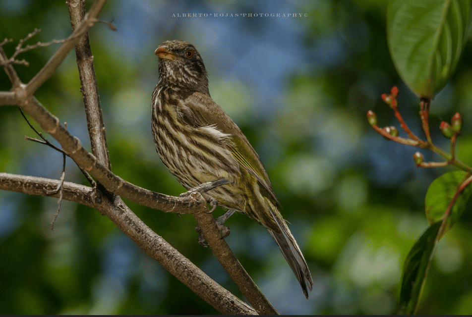 Los Haitises: Sunrise or Sunset wildlife focus – Bild 9