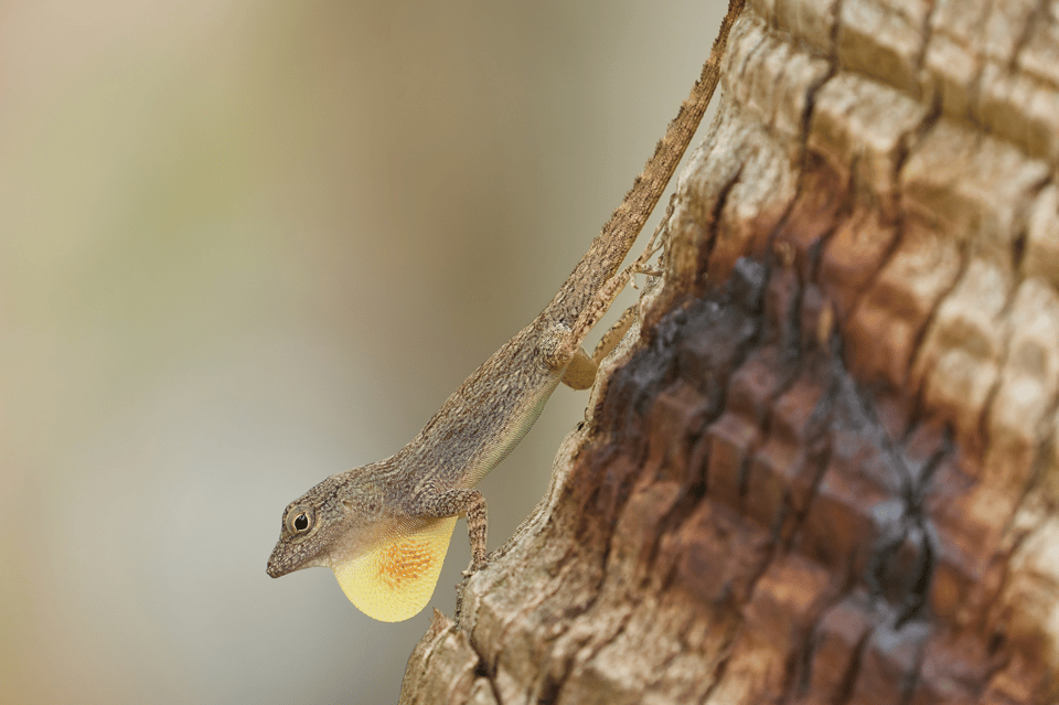 Sabana de la Mar: Private Los Haitises Hike and Kayak - Image 5
