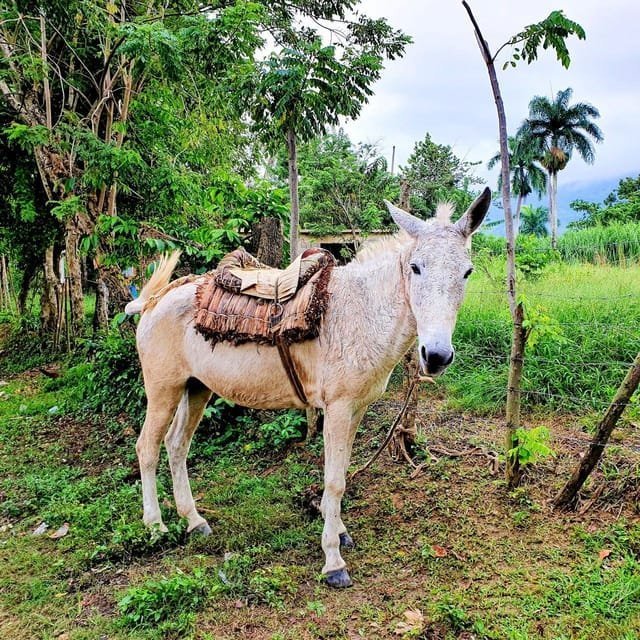 Puerto Plata Trekking - Experience of Nature and Folklore - Obrázek 4