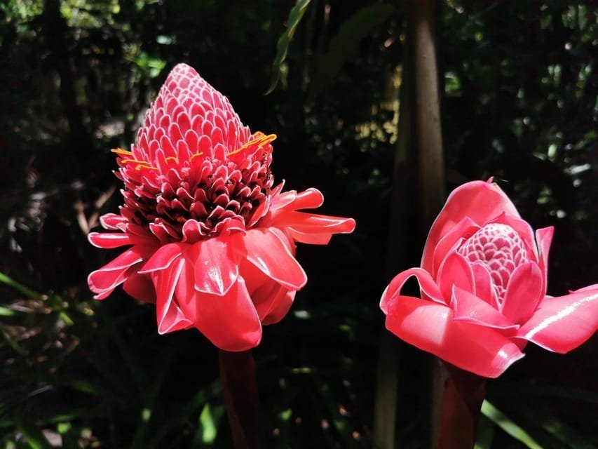 Puerto Plata: Taino Valley and Dominican Flavor Experience - Obrázek 5