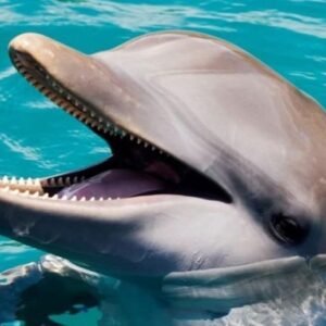 Dolphin Encounter for Dominican Residents