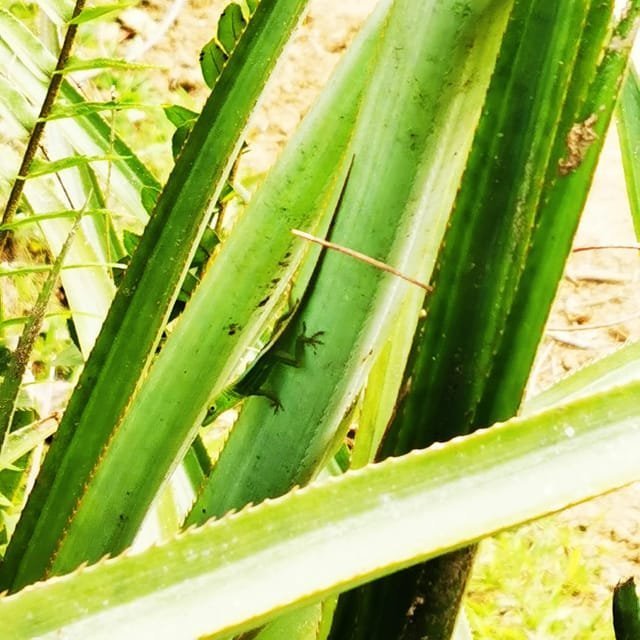 Puerto Plata Trekking - Experience of Nature and Folklore - Obrázek 5