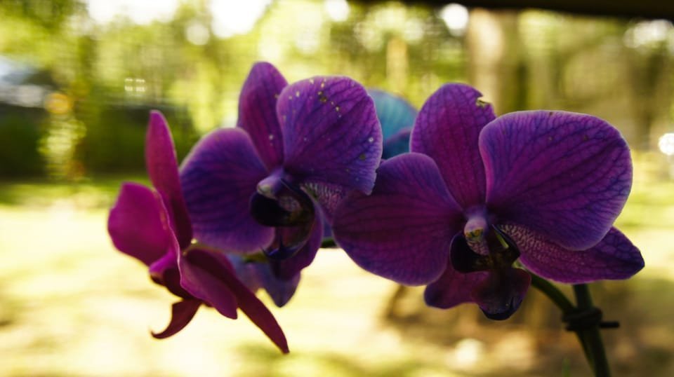 From Samaná: Baiguate Waterfall and Jarabacoa Buggy Tour - Image 5