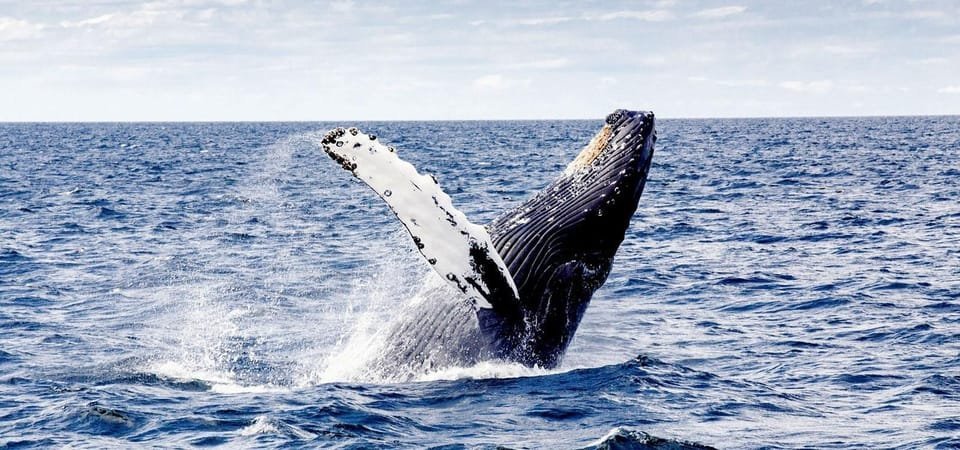 Samaná Cayo Levantado Isla Bacardí y Waterfal + Whale Watch - Obrázek 6