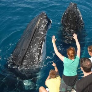 Samana: Half Day Whale Watching Humpback Whale Watching