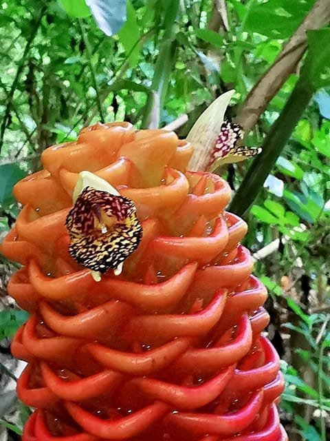 Puerto Plata: Taino Valley and Dominican Flavor Experience - Obrázek 7