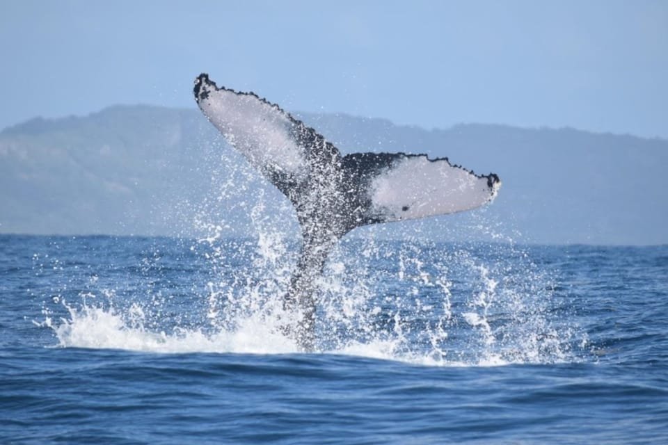 From Punta Cana: Whale Watching and Montana Redonda Tour - Obrázek 7