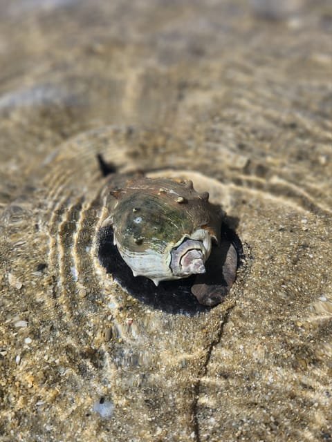 Las Terrenas: Just Los Haitises Boat and Walking Tour - Image 7