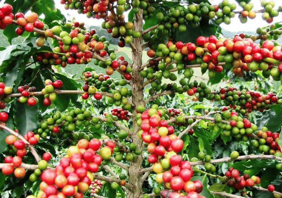 Punta Cana: Buggy Excursions with Hotel Pickup and Adventure - Obrázek 6