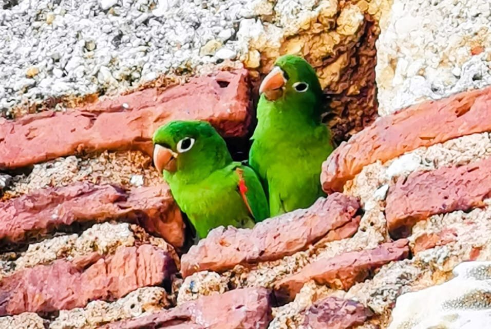 From Puerto Plata: Santo Domingo Complete Visit - Image 8