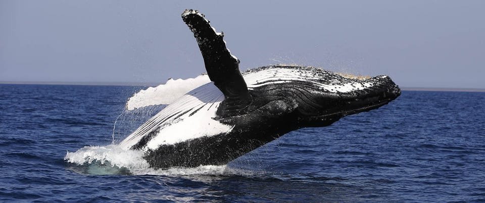 From Punta Cana: Whale Watching and Montana Redonda Tour - Obrázek 9