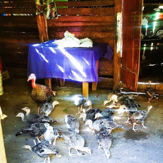 Puerto Plata Trekking - Experience of Nature and Folklore - Obrázek 9