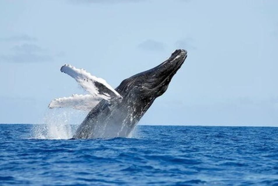 From Punta Cana: Whale Watching and Montana Redonda Tour - Obrázek 11