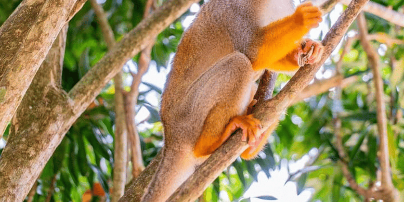 Punta Cana: Half-day tour Monkey Land Safari Tour - Obrázek 2