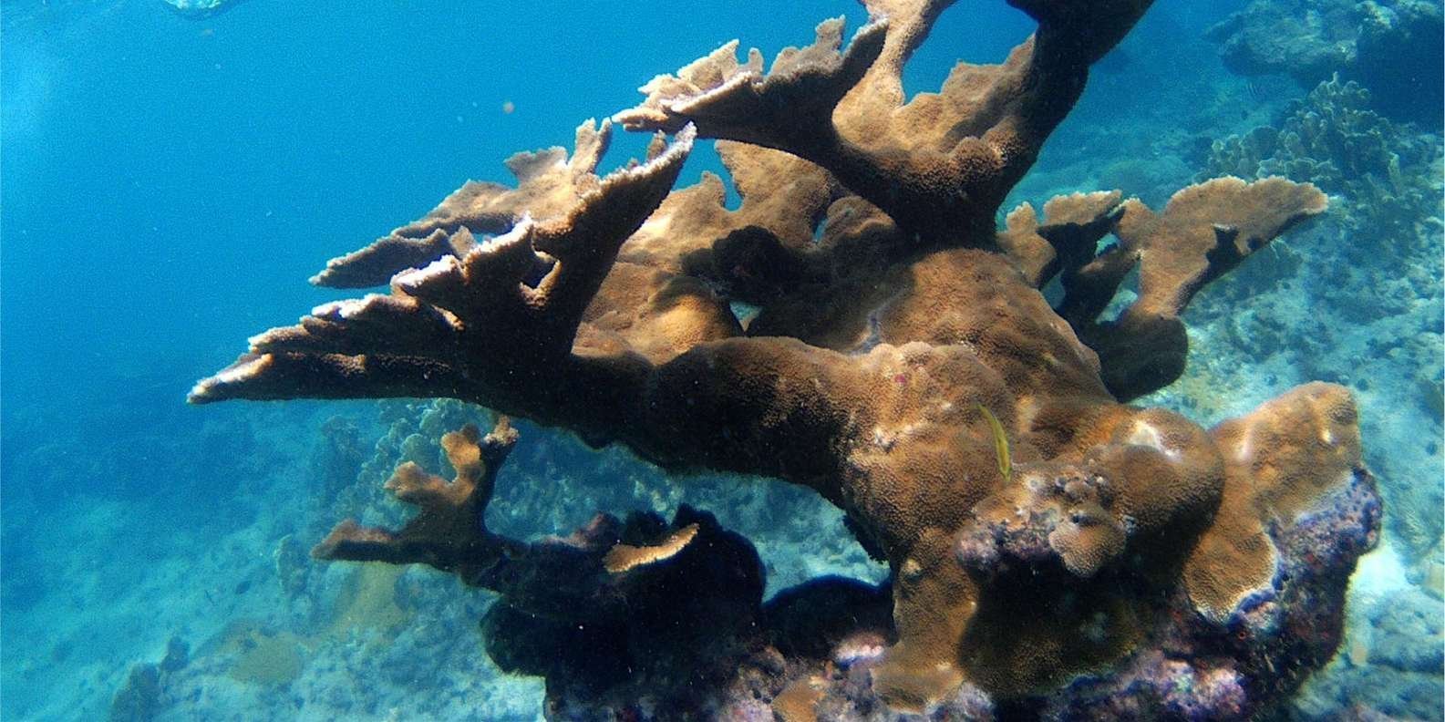 From Punta Cana: Private Catamaran Catalina Island Full-Day - Image 2