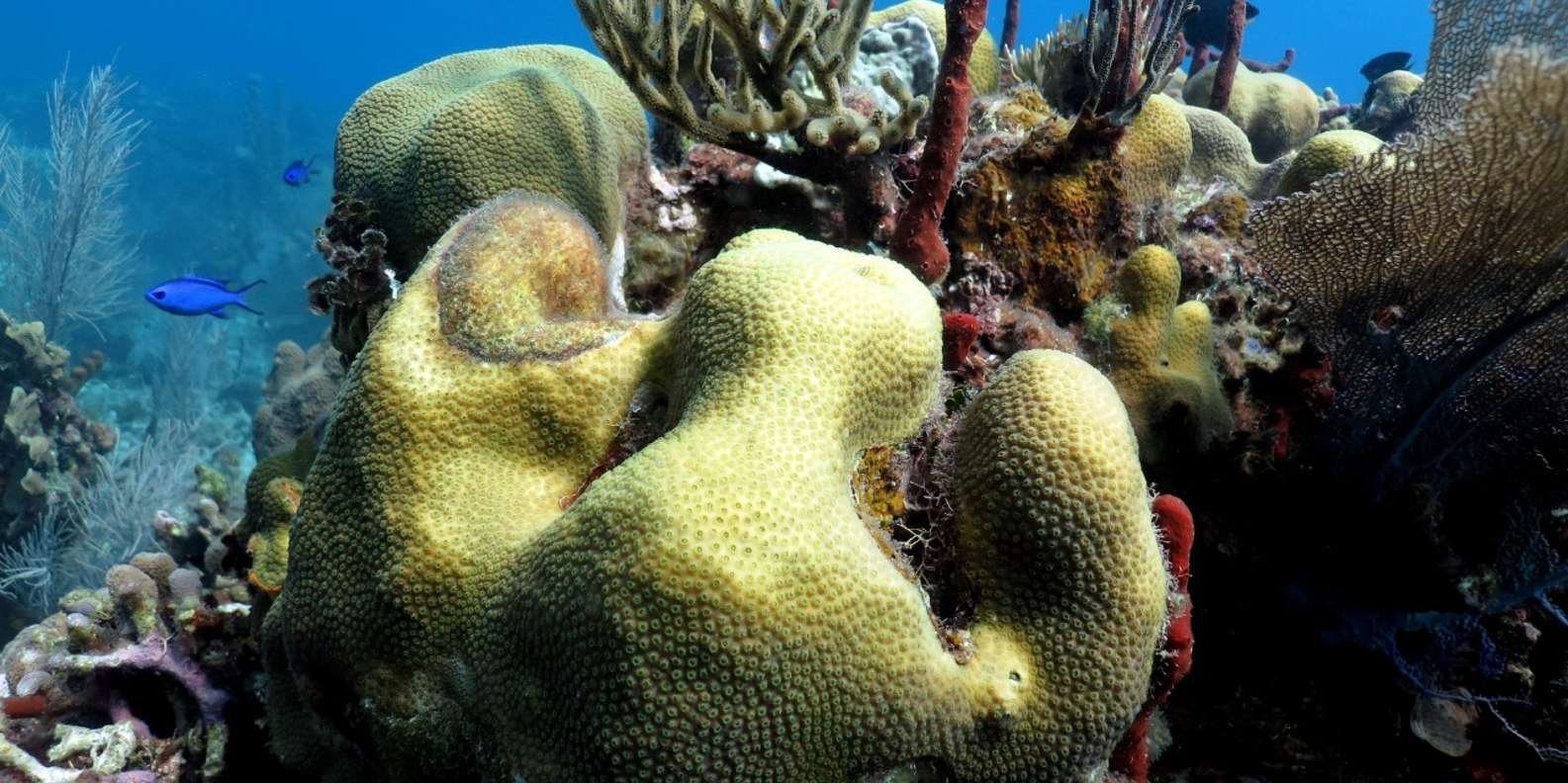 From Punta Cana: Small Group Catalina Island Snorkeling Tour - Obrázek 11