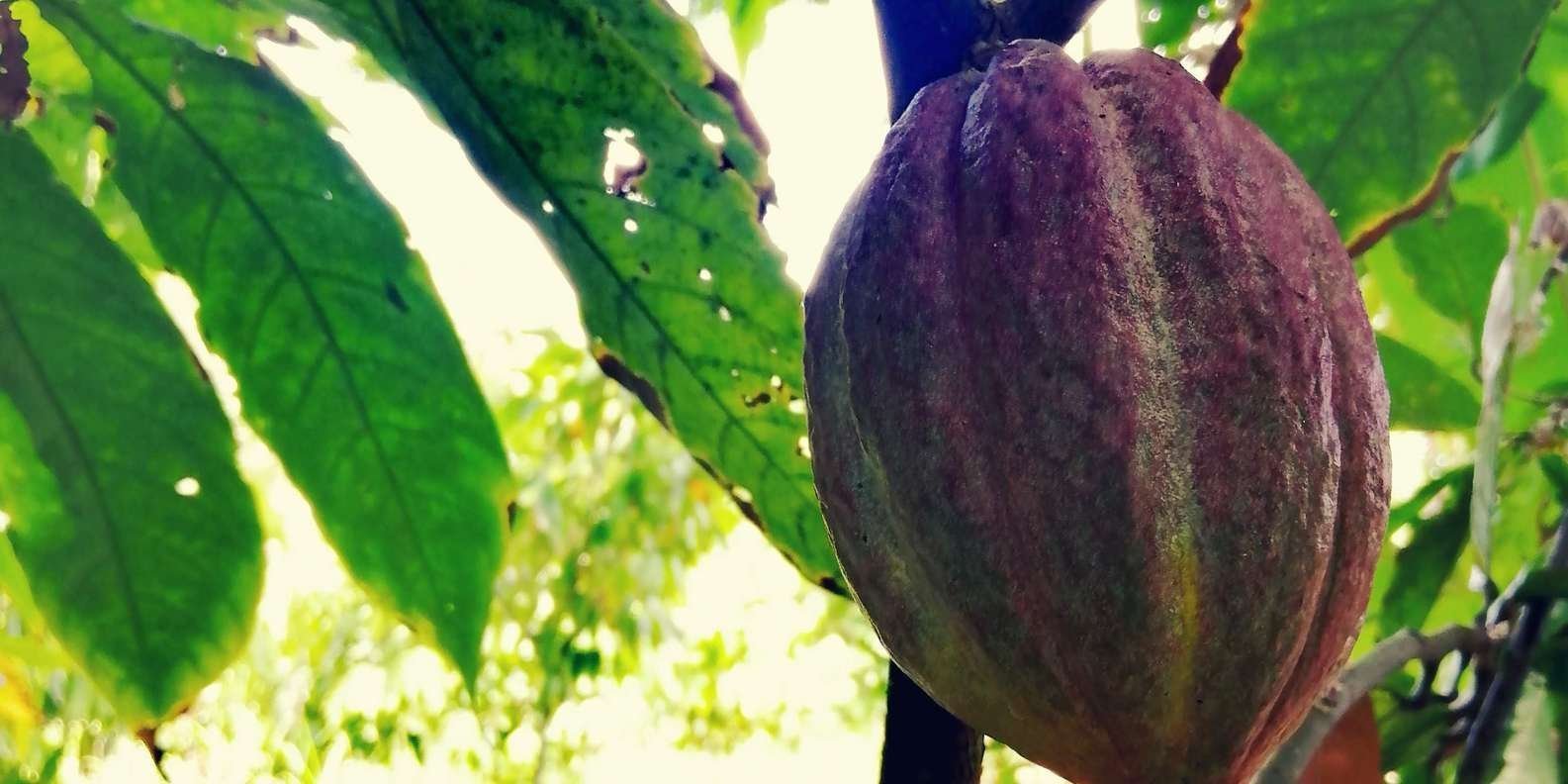 From Puerto Plata Priv: Cocoa, Coffee, Cigars & Local Market - Obrázek 12