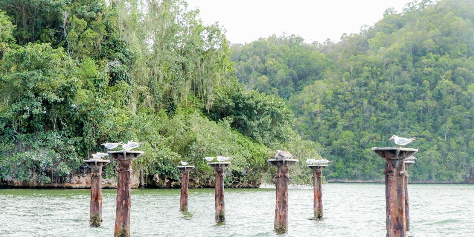 From Punta Cana: Los Haitises and Redonda Mountain Day Trip - Obrázek 4