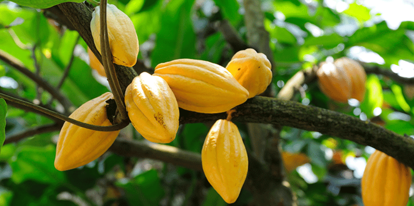 Boca Chica : Los Haitises Guided Hike and Kayaking – Image 5