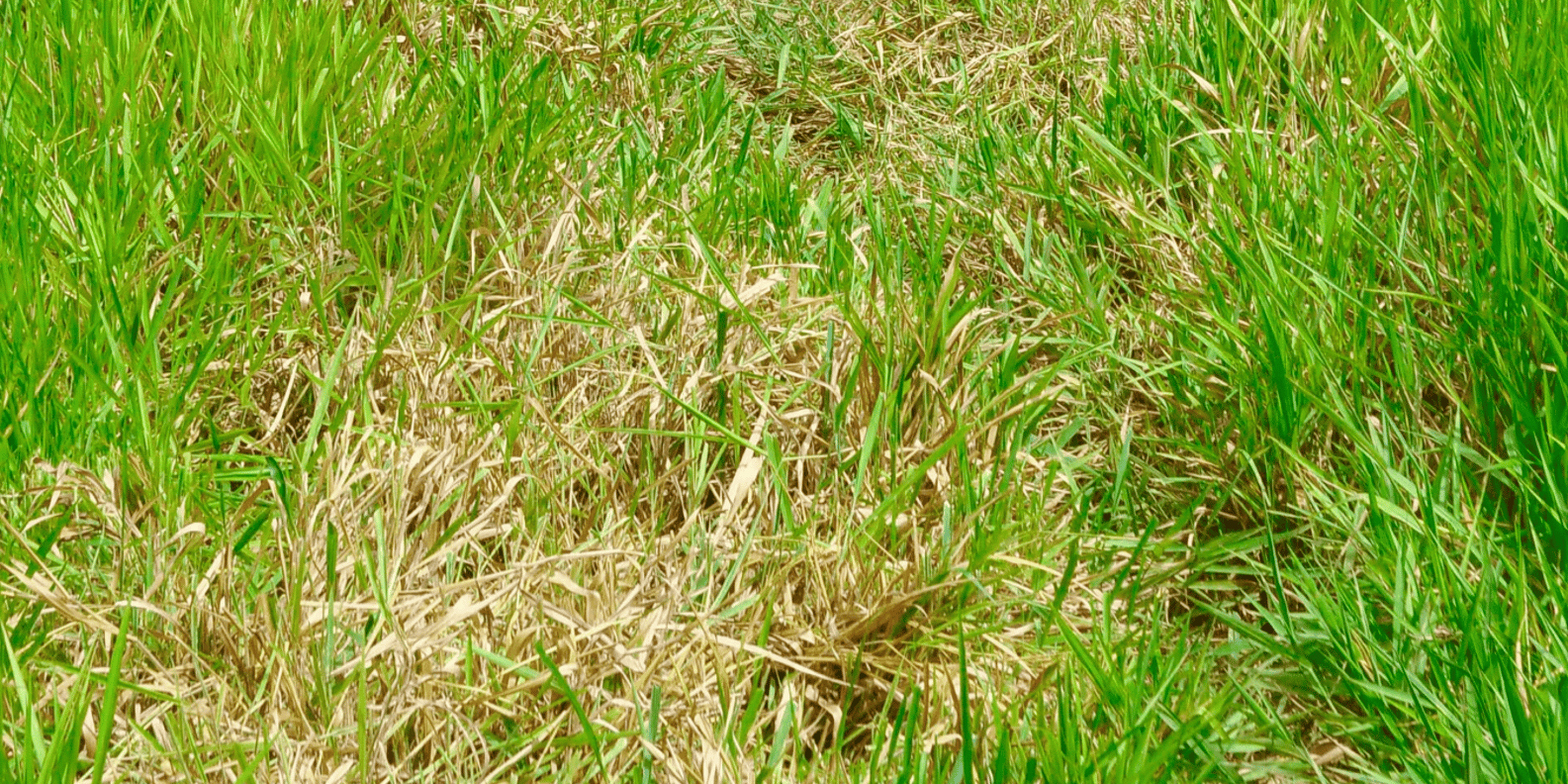 Puerto Plata Combo Experience: Zip-line + Horseback Riding - Image 5