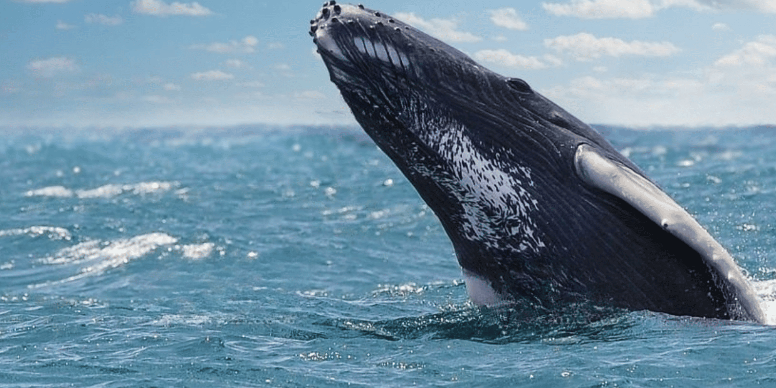 From Punta Cana: Samana Cayo Levantado / Whales