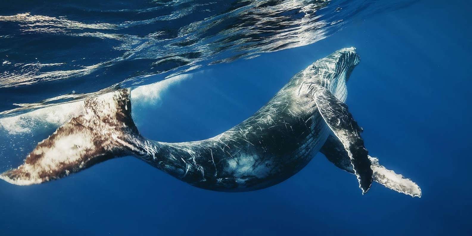 Whale Watching + Cayo Levantado - Obrázek 6