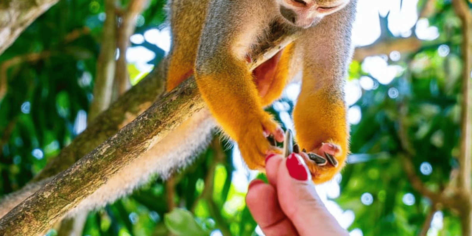 Punta Cana: Half-day tour Monkey Land Safari Tour - Obrázek 4