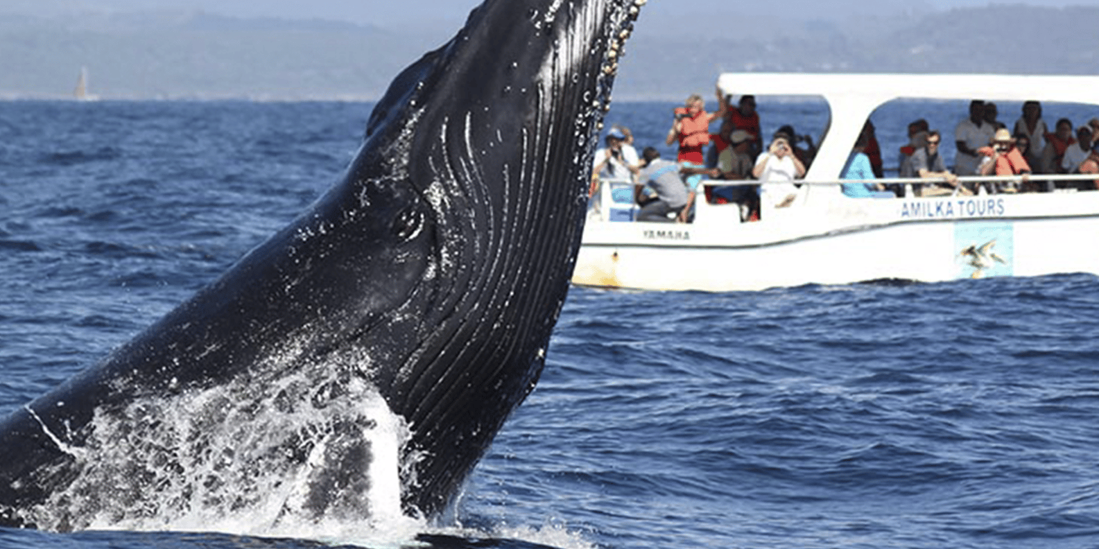 From Punta Cana: Samana Cayo Levantado / Whales - Image 5