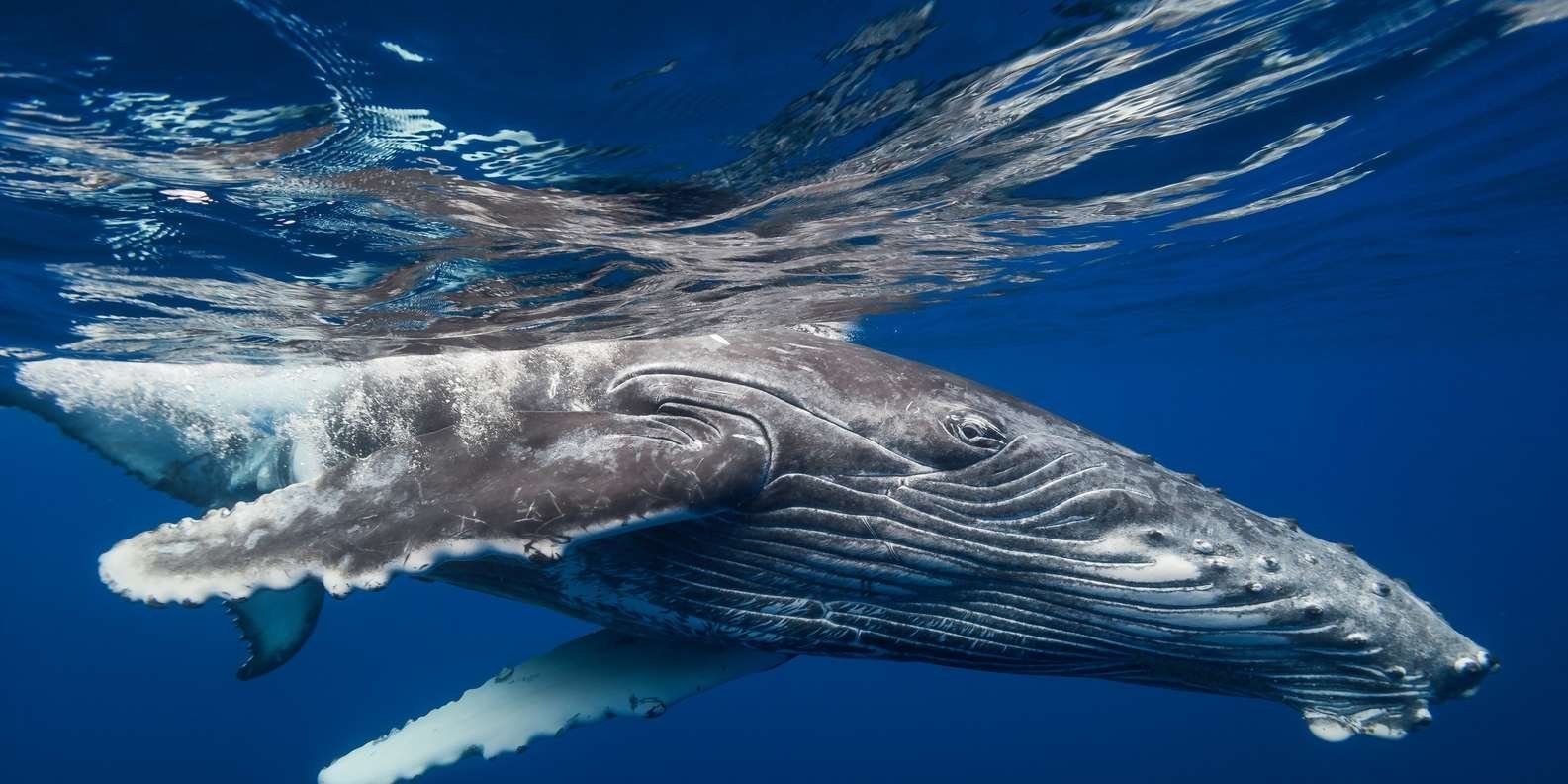 Whale Watching + Cayo Levantado - Obrázek 8