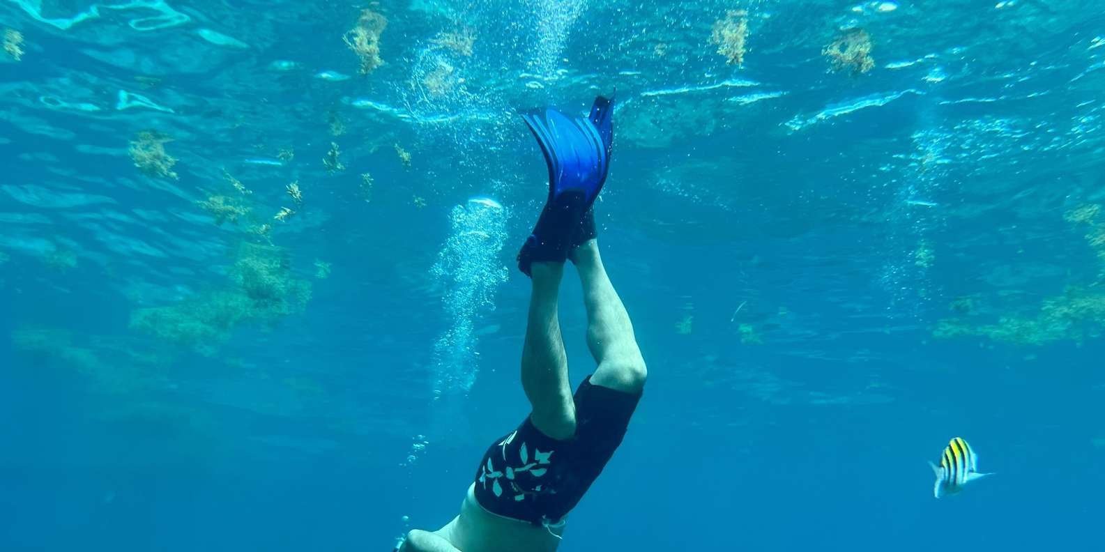 From Punta Cana: Small Group Catalina Island Snorkeling Tour - Obrázek 7