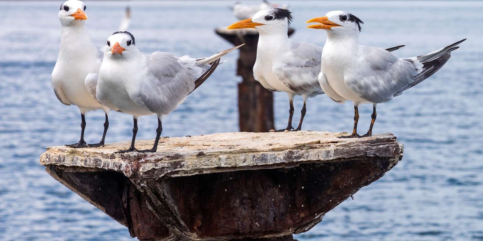 From Punta Cana: Los Haitises and Redonda Mountain Day Trip - Obrázek 9