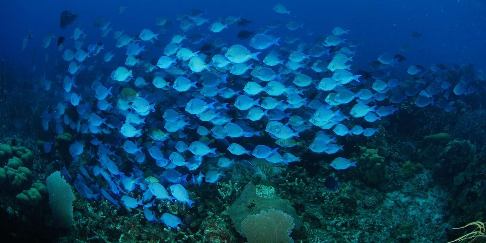 From Punta Cana: Private Catamaran Catalina Island Full-Day - Image 9