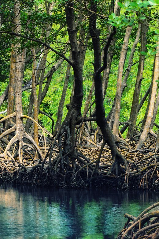 Samaná: Los Haitises National Park & Cayo Levantado Island - Image 4